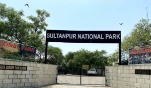 Sultanpur National Park in Gurgaon