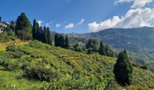 happy valley tea state in darjeeling